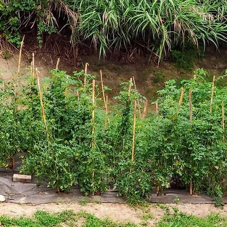 Lantställe Monticello Village Monticello d'Alba